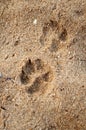 Pets footprint Royalty Free Stock Photo