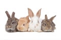 Pets. Four of the rabbit isolated on white background Royalty Free Stock Photo