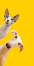 Pets frame. Dog and cat peeking over and looking at camera. Isolated on yellow background Royalty Free Stock Photo