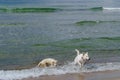 Dogs playing on the beach. Pets frolicking on the seashore Royalty Free Stock Photo