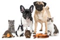 Pets Royalty Free Stock Photo