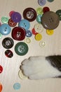 Cropped Shot Of A Cat Playing Colorful Buttons. Cat`s Paw.