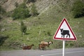 Pets herd of goats, cross the road under the sign, be careful pets