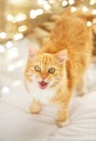 Red tabby cat mewing in bed at home