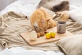 Red tabby cat sniffing food on bed at home