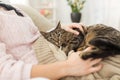 Close up of owner with tabby cat in bed at home