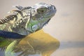 Pets iguana head close-up. It was taken by the lake. He