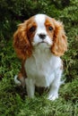 Pets. Little girl puppy cavalier King Charles spaniel sits surrounded by delicate coniferous greenery . Color Blenheim. Royalty Free Stock Photo