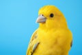 Pets orange wildlife yellow nature beauty feather colorful beak animal parrot birds Royalty Free Stock Photo