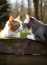 Two cats are nuzzling each other on a wooden fence Royalty Free Stock Photo