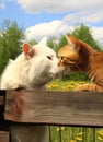 Two cats are nuzzling each other on a wooden fence Royalty Free Stock Photo