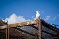 Pets doves. Royalty Free Stock Photo