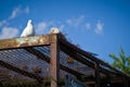 Pets doves. Royalty Free Stock Photo