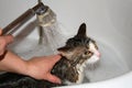 Cat under a shower Royalty Free Stock Photo