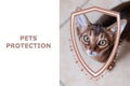 Pets protection concept. Portrait of a kitten and shield illustration.