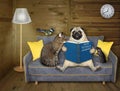 Pets read book on grey sofa 2 Royalty Free Stock Photo