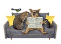 Pets read newspaper on grey sofa Royalty Free Stock Photo