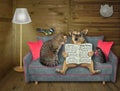 Pets read newspaper on grey sofa 2 Royalty Free Stock Photo