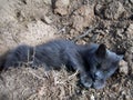 A brooding grey cat in an earthen ditch