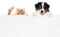 Pets Store Concept, Puppy Dog And Pet Cat Together Showing A Placard Display Isolated On White Background Blank Template And Copy