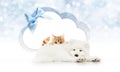 Pets store signboard with cat and dog together cloud shape and b