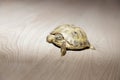 Pets turtle at home while feed