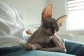 Pets. Unusual cats. How to care for sphynxes hairless cats. Gray Sphynx cat sitting on his hands and looking at the camera