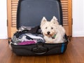 Pets on vacation: scruffy west highland terrier westie dog in pa Royalty Free Stock Photo