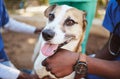 Pets, vet and doctors hands with a dog at a community charity center for homeless dogs and sick animals. Veterinary Royalty Free Stock Photo