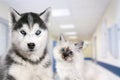 Pets at the veterinary clinic. Dog and cat in front of the blurred hospital background Royalty Free Stock Photo