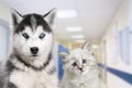 Pets at the veterinary clinic. Dog and cat in front of the blurred hospital background Royalty Free Stock Photo