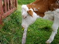 Pets in the village. Calf.