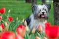 Pets walk in nature in the spring