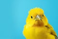 Beak feather birds pets cute animal wing small nature yellow Royalty Free Stock Photo