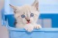 Pets. White kitten is sitting in a blue box. Royalty Free Stock Photo