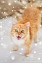 Red tabby cat mewing in bed at home over snow