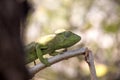 Petter`s Chameleon, Furcifer Petteri is relatively abundant in the coastal areas of northern Madagascar Royalty Free Stock Photo