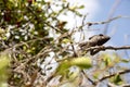 Petter`s Chameleon, Furcifer Petteri is relatively abundant in the coastal areas of northern Madagascar Royalty Free Stock Photo