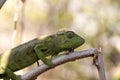 Petter`s Chameleon, Furcifer Petteri is relatively abundant in the coastal areas of northern Madagascar Royalty Free Stock Photo