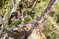 Petter`s Chameleon, Furcifer Petteri is relatively abundant in the coastal areas of northern Madagascar