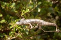 Petter`s Chameleon, Furcifer Petteri is relatively abundant in the coastal areas of northern Madagascar