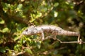 Petter`s Chameleon, Furcifer Petteri is relatively abundant in the coastal areas of northern Madagascar