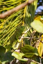 Petter`s Chameleon, Furcifer Petteri is relatively abundant in the coastal areas of northern Madagascar Royalty Free Stock Photo