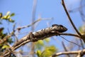 Petter`s Chameleon, Furcifer Petteri is relatively abundant in the coastal areas of northern Madagascar Royalty Free Stock Photo