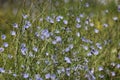 Pettern of blue chicory flowers on the meadow in summer Royalty Free Stock Photo