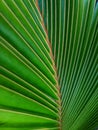 Pettern and textured of green coconut leaf as a background Royalty Free Stock Photo