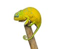 Petters Chameleon Royalty Free Stock Photo