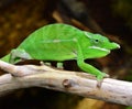 Petters Chameleon Royalty Free Stock Photo