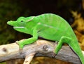 Petters Chameleon Royalty Free Stock Photo