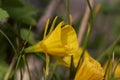 Petticoat daffodil, Narcissus bulbocodium conspicuous Royalty Free Stock Photo